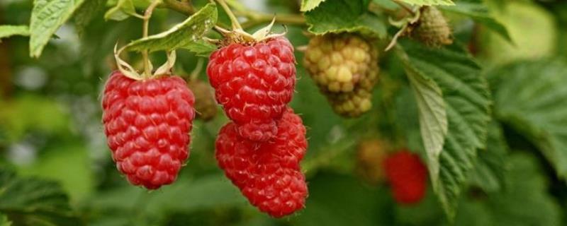 山莓多少钱一斤，附山莓的市场前景和种植前景