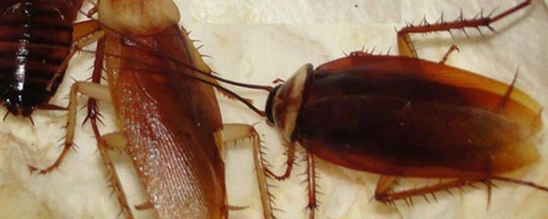 蟑螂养殖技术，引种时间一般在4-6月份
