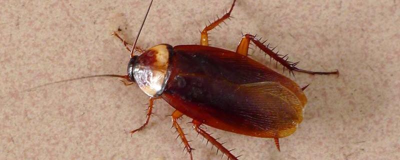 蟑螂繁殖速度有多快，寿命有多长，吃什么食物？
