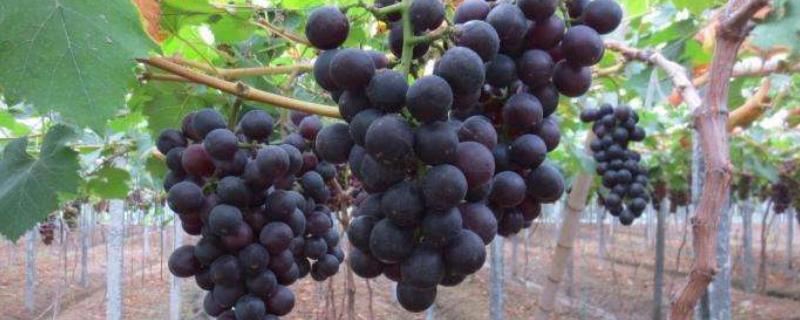 黑提葡萄种植技术，及时进行疏花疏果