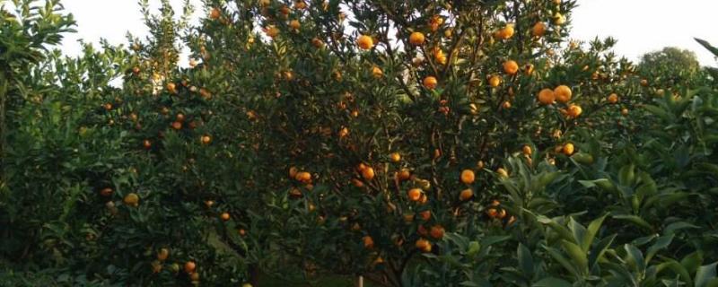 橙子树施肥时间和方法