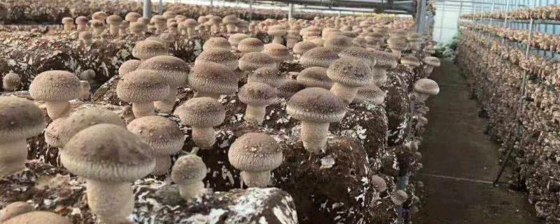 香菇产地在哪里，附香菇适宜生长的环境