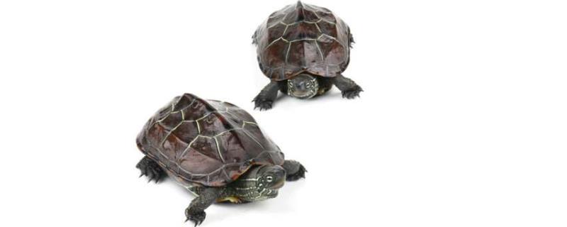 乌龟饲养方法，不同龄的乌龟应该分开饲养