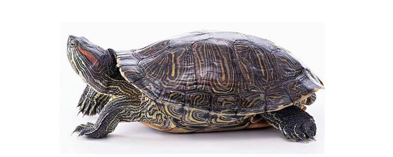 巴西龟能长多大，附巴西龟的生活习性