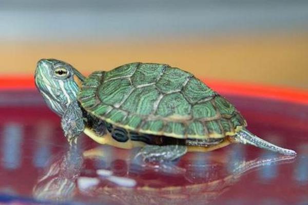 巴西龟能长多大