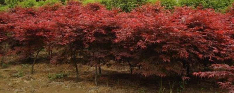 红枫树苗种植方法，一般在春秋季节扦插