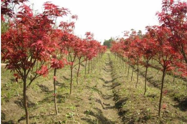 红枫树苗种植方法
