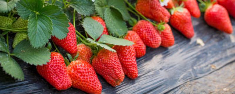草莓种植技术，前茬作物需要是豆瓜类作物