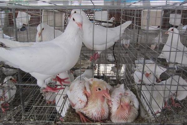 肉鸽养殖成本与利润