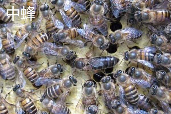 意蜂和中蜂可以混养吗
