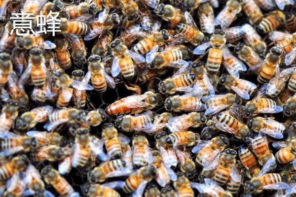 意蜂和中蜂可以混养吗