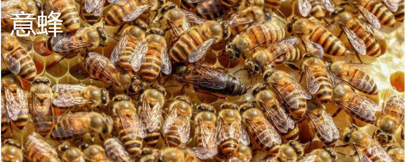 意蜂和中蜂可以混养吗，附混养的危害