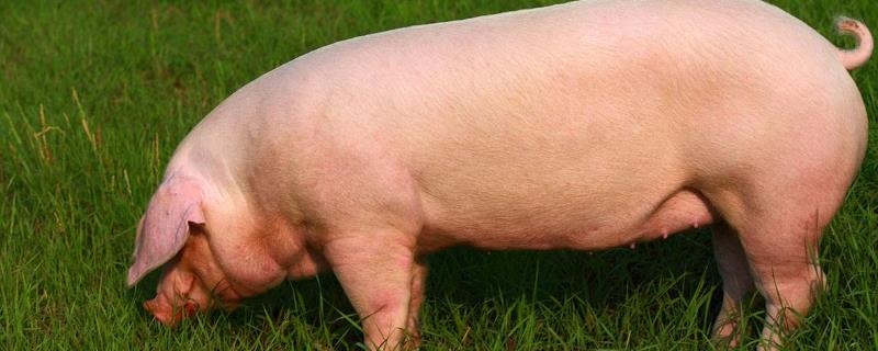 母猪品种选择方法，一般需根据养殖水平来选择品种