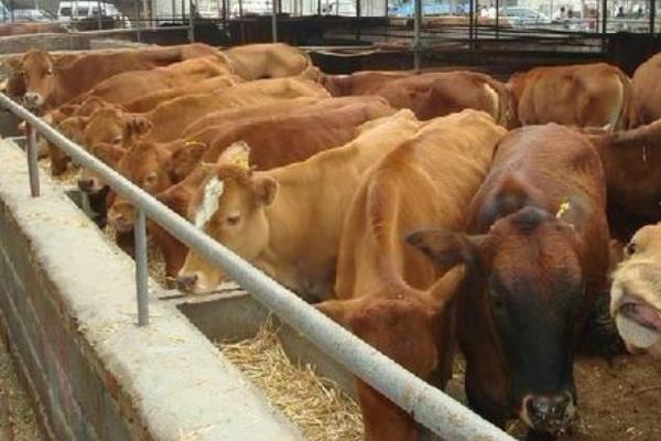肉牛常见病和治疗方法