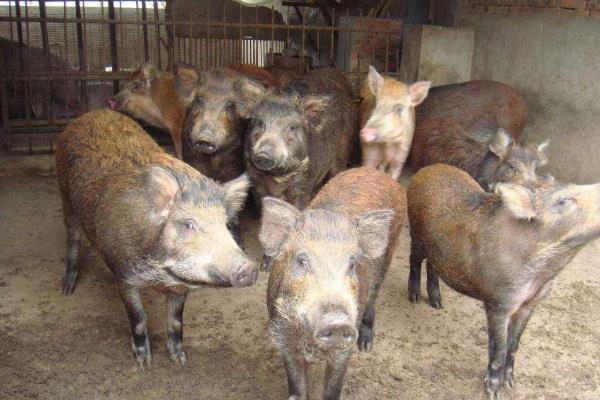 河南野猪养殖图片