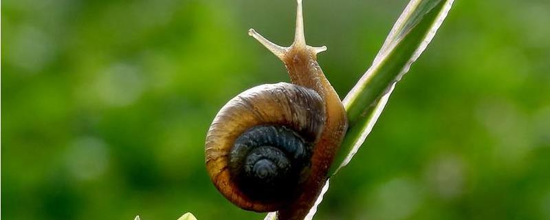 蜗牛是益虫还是害虫，附生长的环境和品种