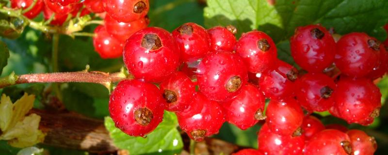 鹅莓种植方法，宜在中性或微酸性土壤中种植