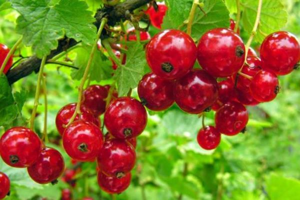 鹅莓种植方法