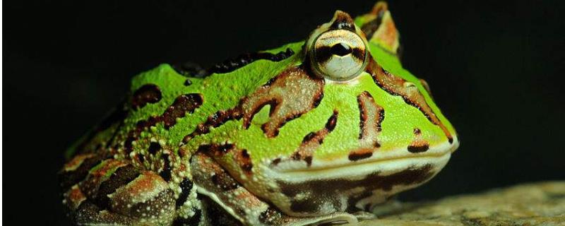 角蛙怎么养，附适合它生长的空间、水质和食物