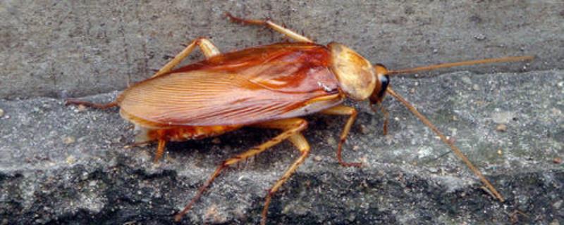蟑螂天敌有哪些，附食性和危害