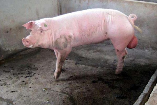 猪常见病的预防和治疗