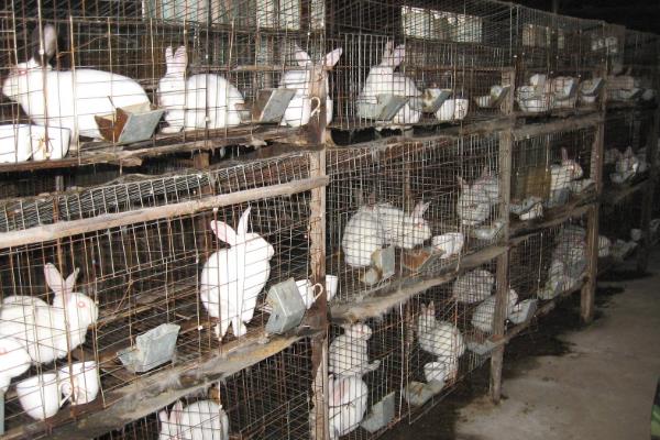 养100只兔子一年能赚多少钱