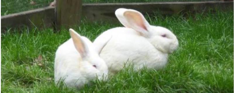 养100只兔子一年能赚多少钱，详细介绍成本和利润