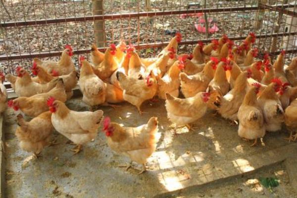 柴鸡养殖利润分析前景如何