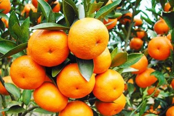 种植柑橘利润效益分析