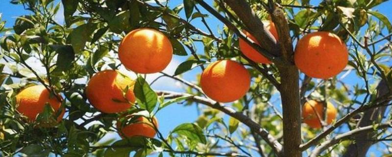 种植柑橘利润效益分析，附种植现状