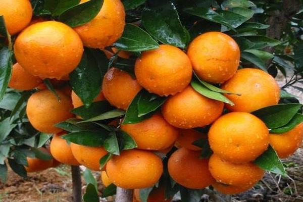 种植柑橘利润效益分析