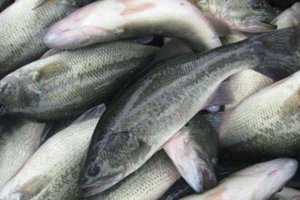 淡水鱼养殖价值高的鱼品种有哪些