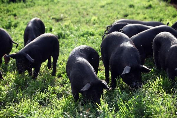 黑猪养殖成本与利润