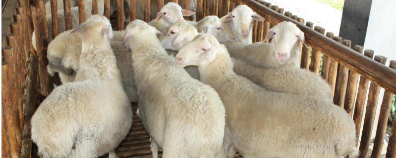 湖羊养殖利润分析，附市场价格
