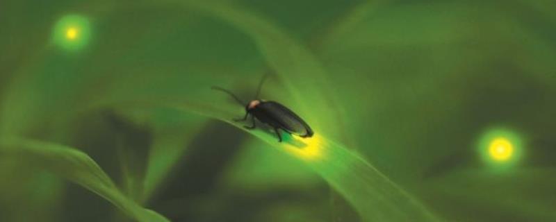 萤火虫养殖技术，养殖场尽量设置在野外