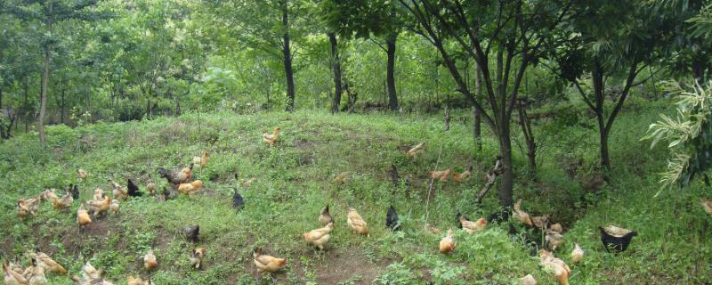 农村养什么鸡比较好养，根据市场需求来选择品种