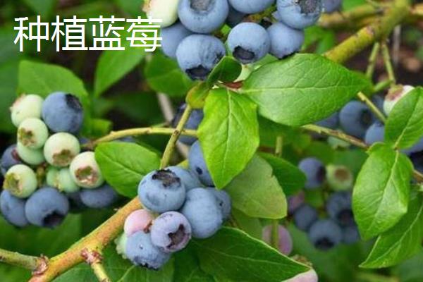 野生蓝莓和种植蓝莓的区别