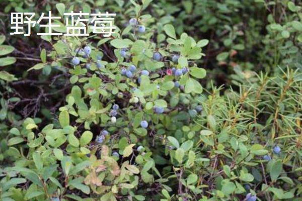 野生蓝莓和种植蓝莓的区别