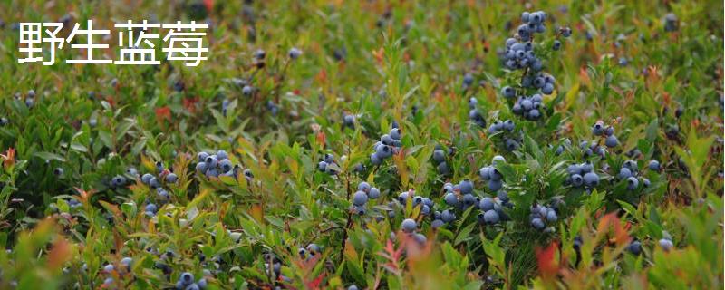 野生蓝莓和种植蓝莓的区别，外观、生长环境、口感及营养均有区别
