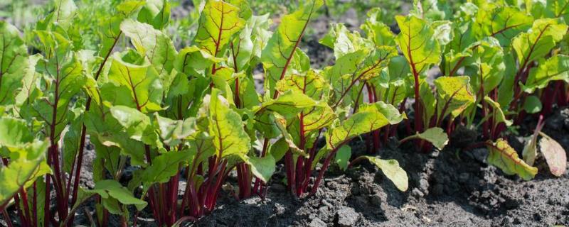 甜菜种植注意事项，适宜在温带或寒温带地区种植