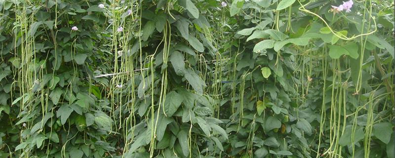 豆角高产栽培技术，根据生长环境选择合适的品种