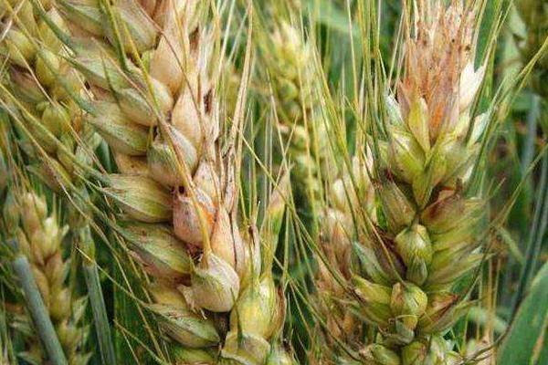 小麦赤霉病用什么药防治