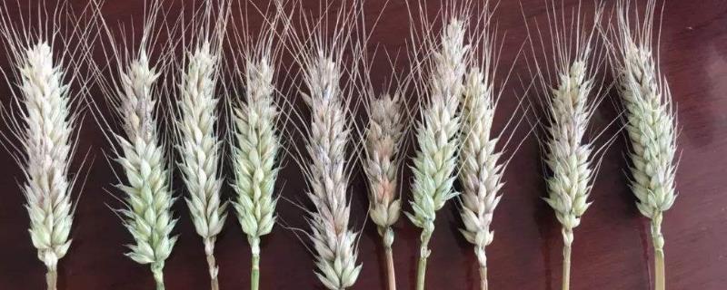 小麦赤霉病用什么药防治，分别介绍农业防治和药剂防治方法