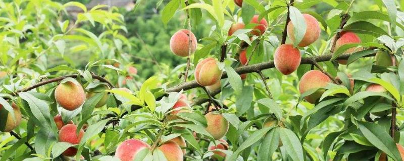桃子什么时候成熟，有哪些品种