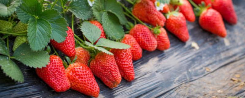 草莓什么时候种植好，什么时候成熟，需要哪些种植条件