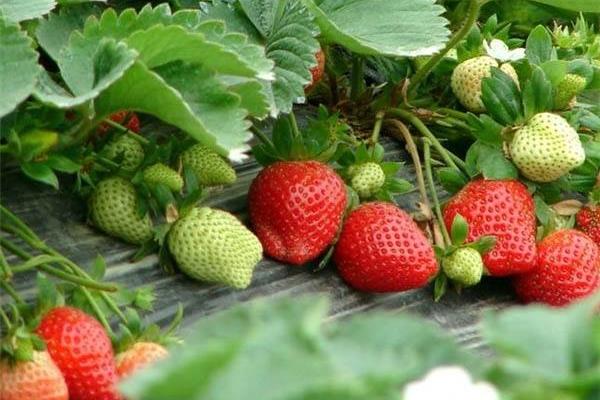 草莓什么时候种植好