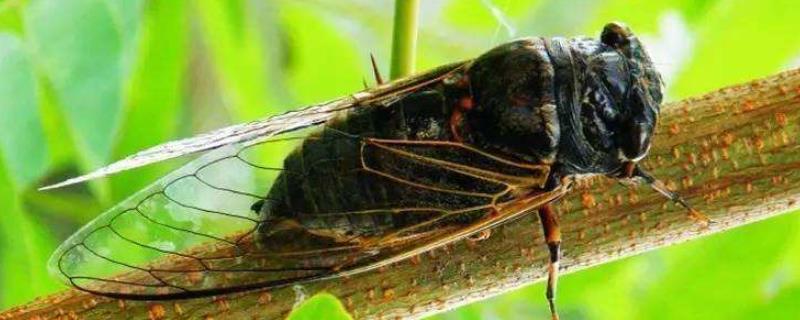 蝉和知了有什么区别，它们是害虫吗，有哪些常见种类