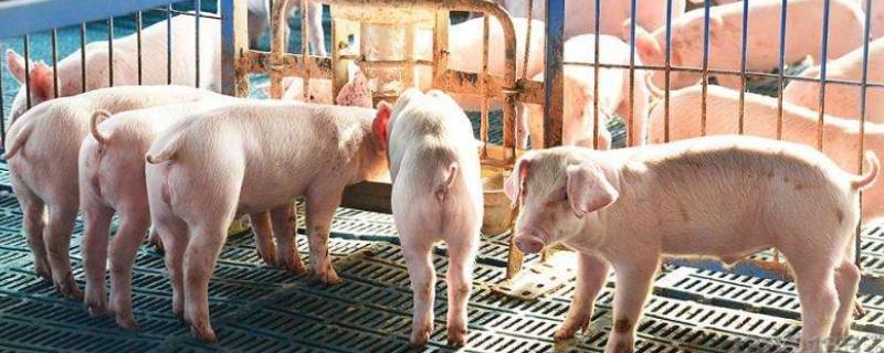 猪瘟流行的主要原因，正确的管理方式是关键