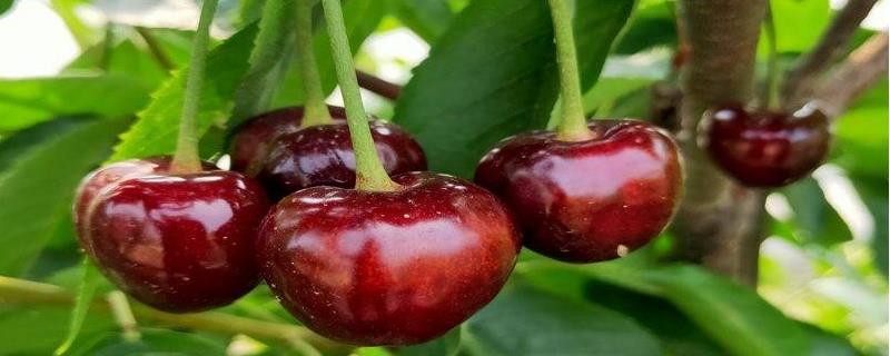 黑珍珠樱桃种植技术，根据植株生长情况做好肥水管理工作