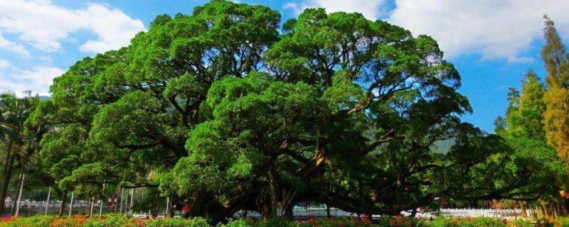 菩提树是什么树，附生长习性和价值作用